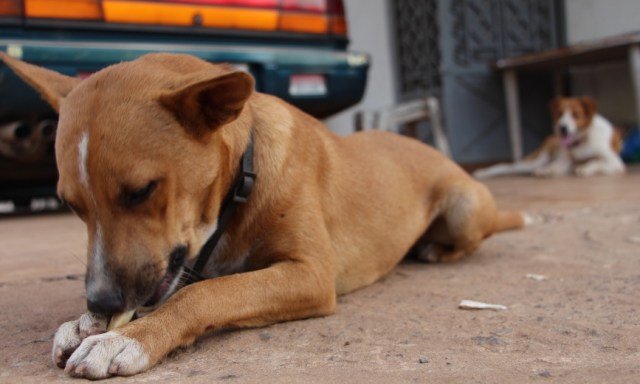 Paddy chews on a bone, as his friend Frisco looks on.